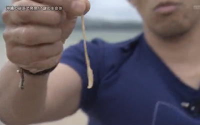 名護市 謎の生物