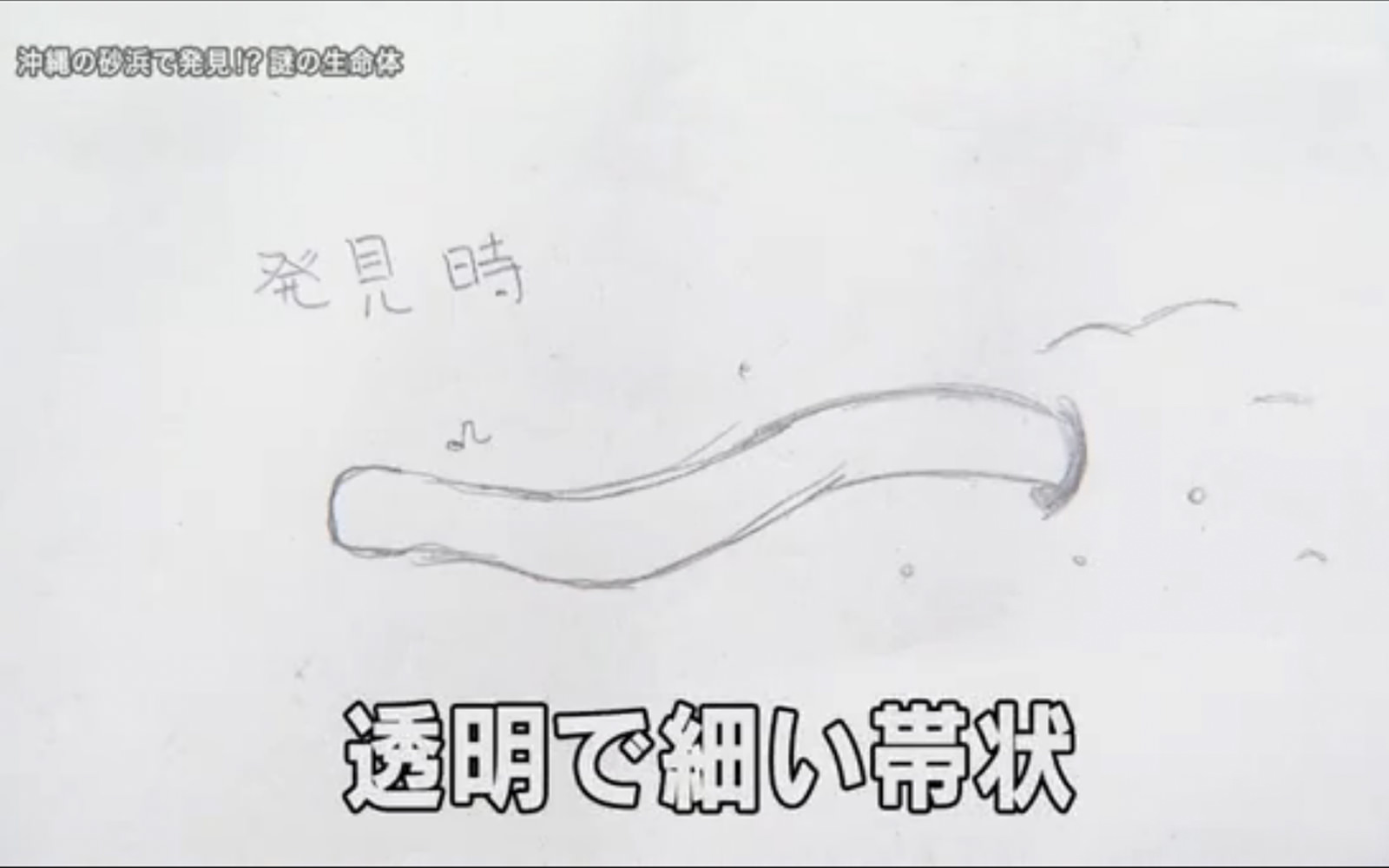 名護市 謎の生物